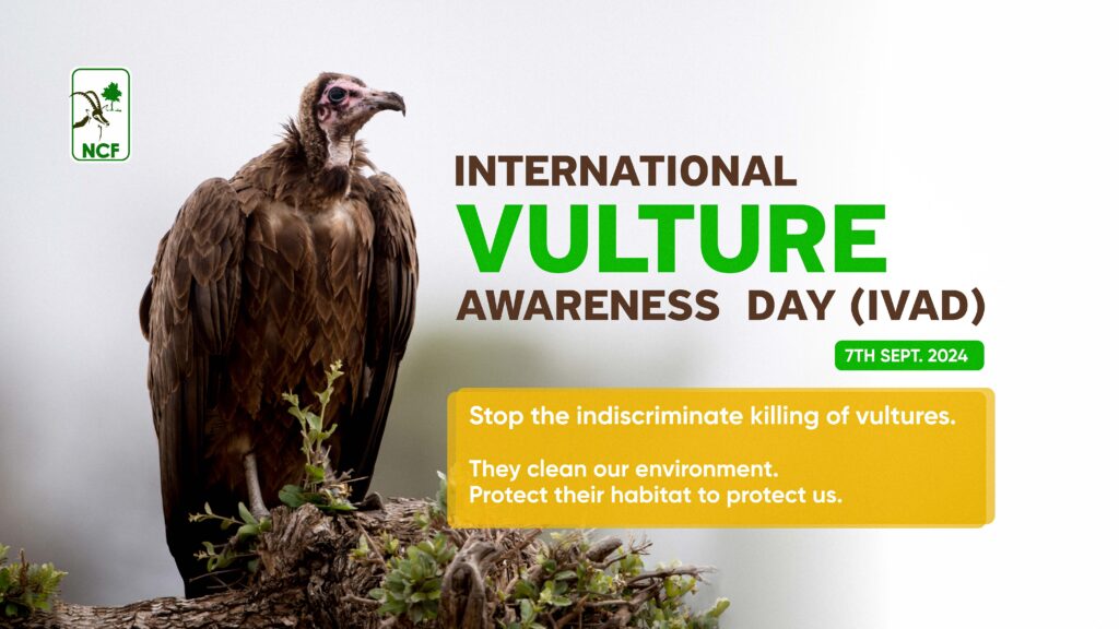 The Plight of Vultures: Curator of Our Ecosystem Under Threat