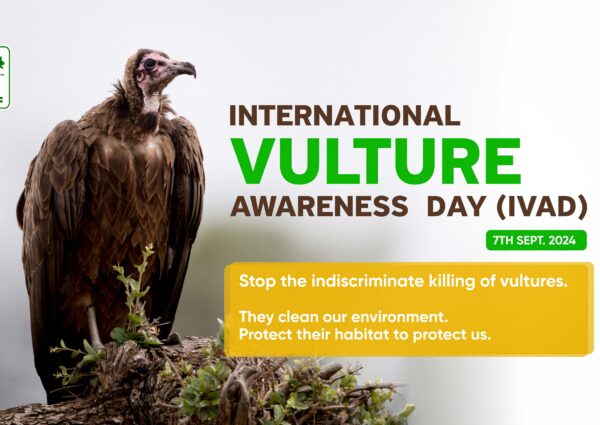 The Plight of Vultures: Curator of Our Ecosystem Under Threat