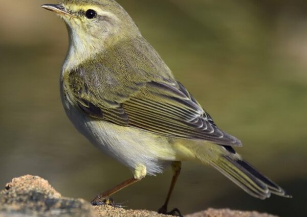 World Migratory Bird Day 2025: Creating Bird-friendly Cities and Communities