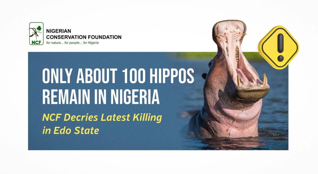 Only About 100 Hippos Remain in Nigeria — NCF Decries Latest Killing in Edo State