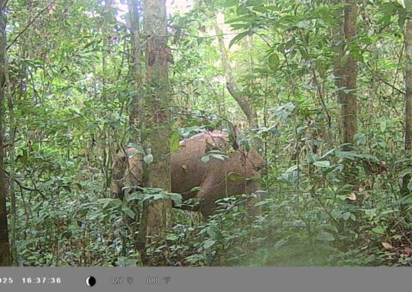 Elephants Return to Iko Esai: A Decade-Long Wait Ends in Cross River’s Community Forests