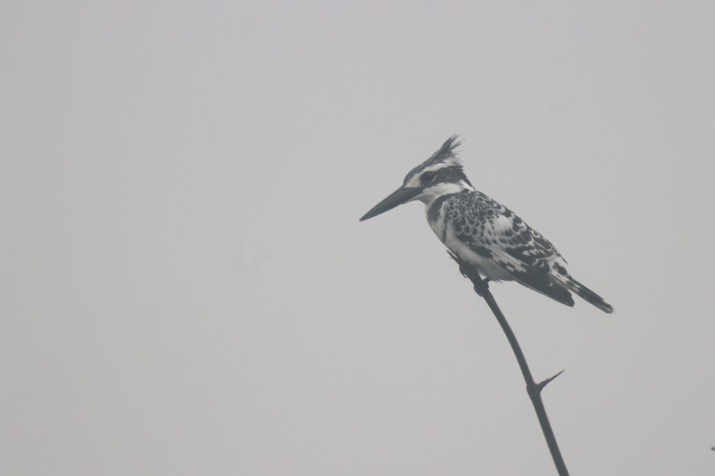 INTERNATIONAL WATERBIRD CENSUS @ 60: THROUGH THE EYES OF THE BIRD