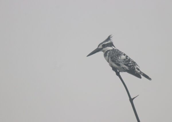 INTERNATIONAL WATERBIRD CENSUS @ 60: THROUGH THE EYES OF THE BIRD