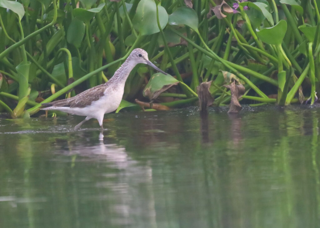 Wings Without Borders: Why Every Nigerian Bird Count Matters