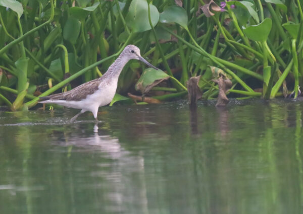Wings Without Borders: Why Every Nigerian Bird Count Matters