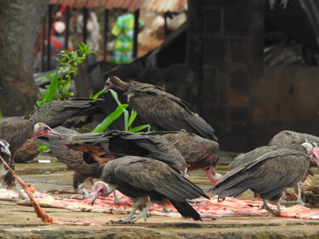 Nigeria’s Vultures on the Brink: NCF Calls for Urgent Action to Halt Illegal Killing and Trade