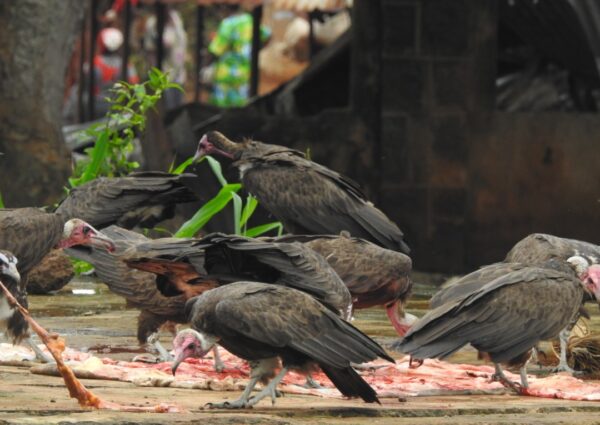 Nigeria’s Vultures on the Brink: NCF Calls for Urgent Action to Halt Illegal Killing and Trade